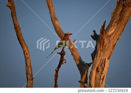 Lilac-breasted roller in profile in dead tree Lilac-breasted roller in profile in dead tree 127230928