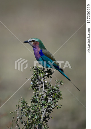 Lilac-breasted roller in profile on green bush 127230929