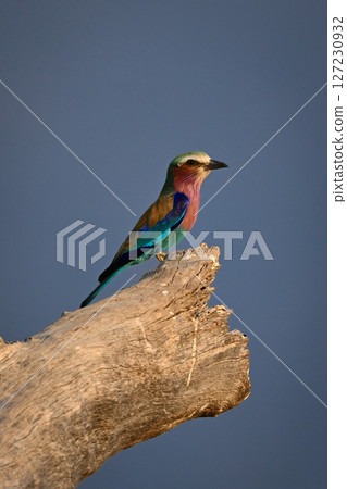 Lilac-breasted roller in profile on thick log Lilac-breasted roller in profile on thick log 127230932