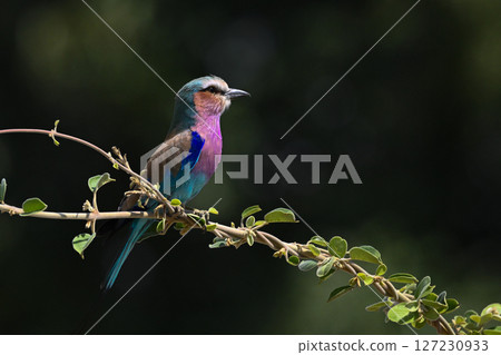 Lilac-breasted roller in profile on twisted branches Lilac-breasted roller in profile on twisted branches 127230933