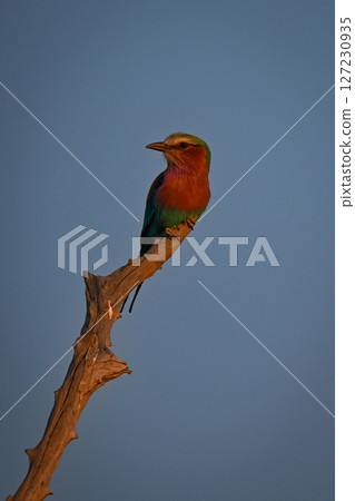 Lilac-breasted roller in warm light on stump Lilac-breasted roller in warm light on stump 127230935
