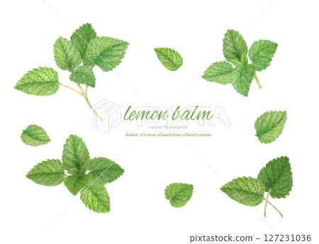 Watercolor illustration of lemon balm 127231036