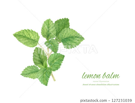 Watercolor illustration of lemon balm 127231039