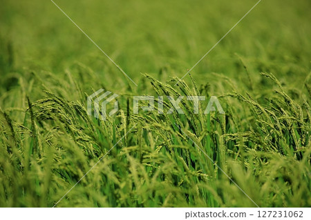 Rice ears shining in the summer sun 127231062