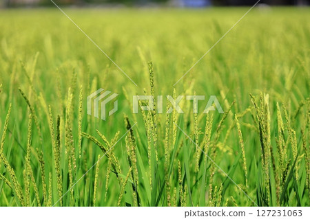 Rice ears shining in the summer sun Rice ears shining in the summer sun 127231063