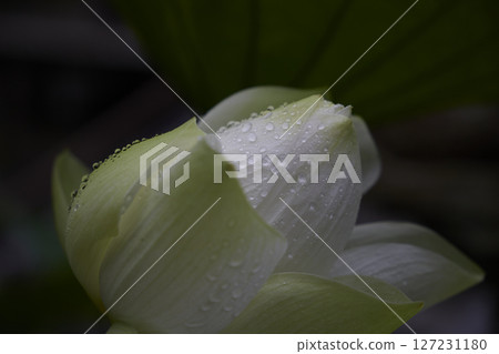 White Lotus Flower White Lotus Flower 127231180
