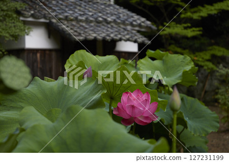寺廟內蓮花盛開 127231199
