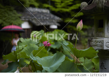 Lotus flowers seen through the lanterns Lotus flowers seen through the lanterns 127231219
