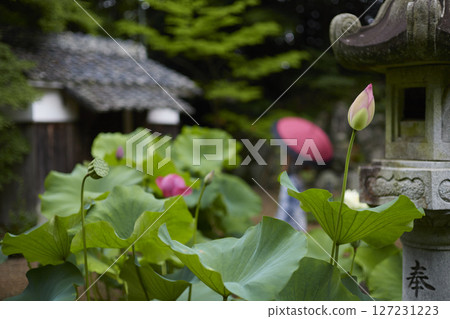 Lotus flowers seen through the lanterns 127231223