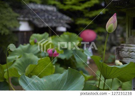Landscape with lotus flowers and lanterns Landscape with lotus flowers and lanterns 127231238