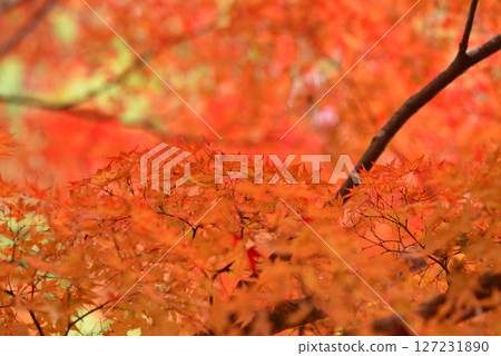 秋葉風景 127231890