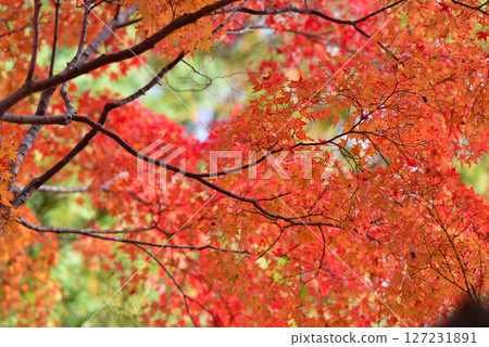 Scenery of autumn leaves 127231891