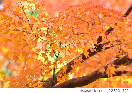 Scenery of autumn leaves 127231893