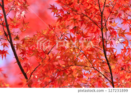 秋葉風景 秋葉風景 127231899