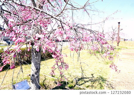 Ono Sakura Corridor 127232080