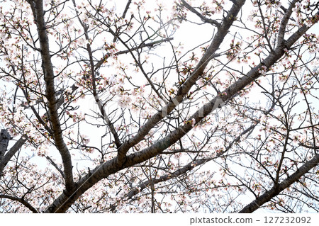 Ono Sakura Corridor Ono Sakura Corridor 127232092