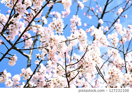 Ono Sakura Corridor 127232108