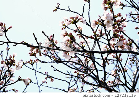 小野櫻花迴廊 小野櫻花迴廊 127232139