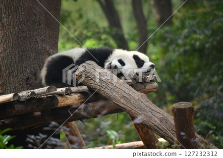 Twin baby pandas taking a nap on the wooden deck Twin baby pandas taking a nap on the wooden deck 127232312