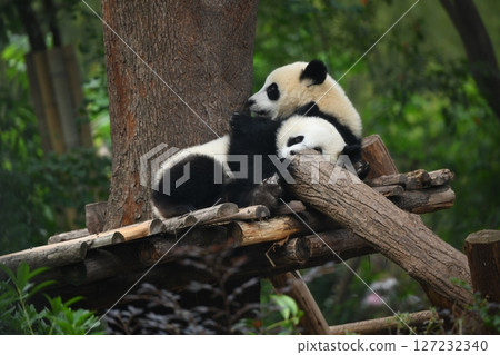 Twin baby pandas taking a nap on the wooden deck Twin baby pandas taking a nap on the wooden deck 127232340