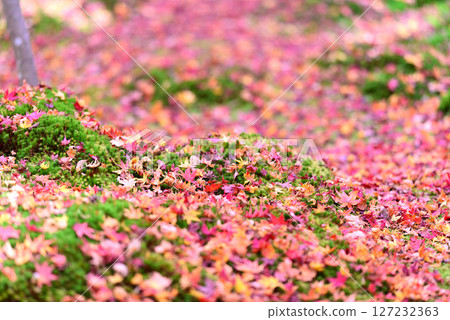 Autumn garden at Gion-ji Temple in Kyoto, with beautiful autumn leaves and moss on the ground Autumn garden at Gion-ji Temple in Kyoto, with beautiful autumn leaves and moss on the ground 127232363