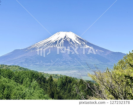 Mount Fuji in spring, visible beyond the fresh greenery 127232378