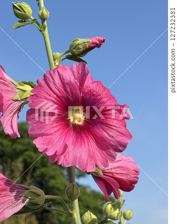 紅色Tattoooid 紅色Tattoooid 127232381