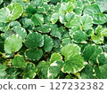 Ariegated Balfour aralia or Polyscias Balfouriana is green with white leaves texture background. 127232382