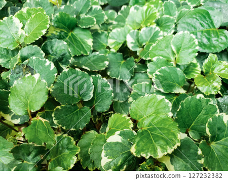Ariegated Balfour aralia or Polyscias Balfouriana is green with white leaves texture background. Ariegated Balfour aralia or Polyscias Balfouriana is green with white leaves texture background. 127232382