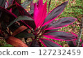 Leaf or plant Cordyline fruticosa leaves pink colorful vivid tropical nature background.  127232459