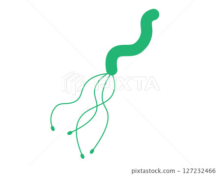幽門螺旋桿菌插圖（漸層色） 127232466