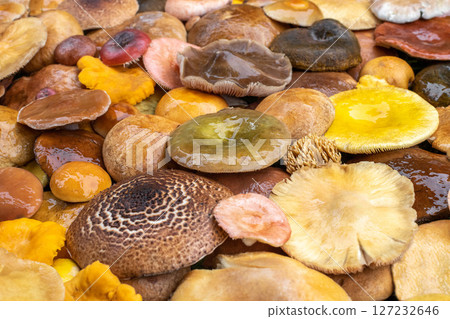 Various mushroom caps top view background Various mushroom caps top view background 127232646