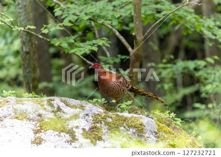 銅雉形狀的美麗紅色漸變 銅雉形狀的美麗紅色漸變 127232721