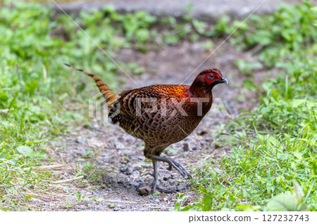 A beautiful gradation of red in the shape of a copper pheasant 127232743