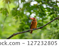 一隻翠鳥凝視著遠方 127232805