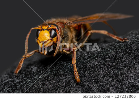 Close up macro view of European hornet Close up macro view of European hornet 127232806