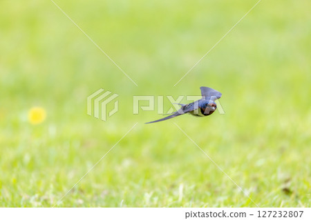 一隻目光敏銳的燕子 127232807