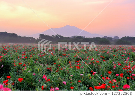 從小貝川公園的啤酒花田望去的筑波山 127232808