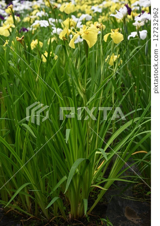 在赤堀菖蒲園拍攝的菖蒲花 在赤堀菖蒲園拍攝的菖蒲花 127232962