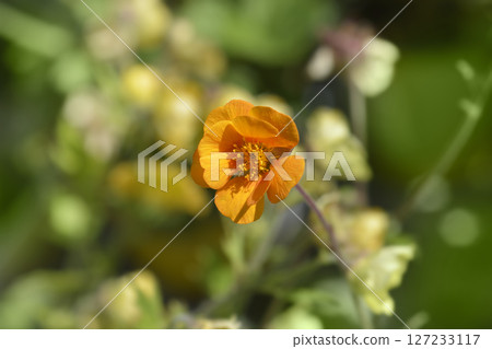 Avens Carlskaer Avens Carlskaer 127233117