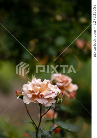 Julia, the Rose of May 127233555