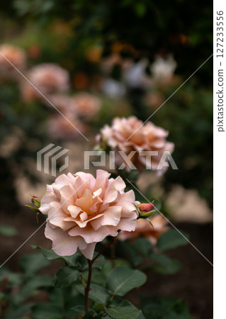 Julia, the Rose of May 127233556