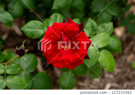 Tatyana, the Rose of May Tatyana, the Rose of May 127233562