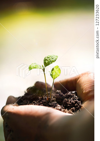 Soil in two hands and fresh green plant sprout seedlings, beautiful and precious earth environment and nature and life background Soil in two hands and fresh green plant sprout seedlings, beautiful and precious earth environment and nature and life background 127233620