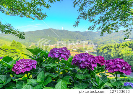 Hydrangeas and rural town scenery: Beautiful hydrangeas in the foreground and a beautiful rural landscape in the background with a windmill generating electricity on the mountain ridge Hydrangeas and rural town scenery: Beautiful hydrangeas in the foreground and a beautiful rural landscape in the background with a windmill generating electricity on the mountain ridge 127233653