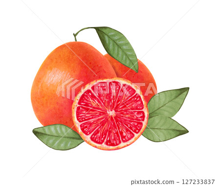 Grapefruit composition. Whole and half citrus fruits with leaves. Watercolor and marker illustration. Ecological product. Hand drawn isolated art. Healthy food for food packaging, juice, menu 127233837