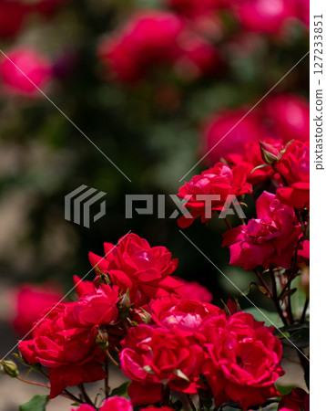May Rose, Deep Red Double Knockout May Rose, Deep Red Double Knockout 127233851