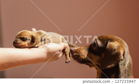 Person showing puppies to mother dog Person showing puppies to mother dog 127233947