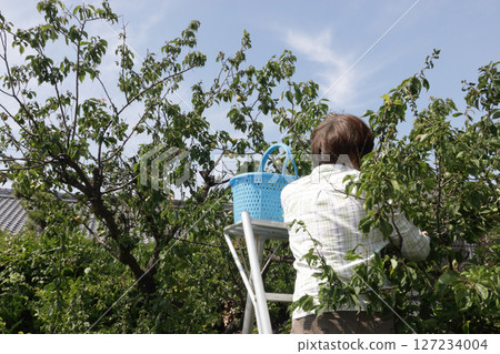 Plum harvesting during the rainy season 127234004