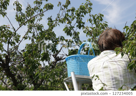 Plum harvesting during the rainy season 127234005
